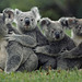 Koalas à la queue leu-leu