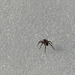 Spider walking on snow