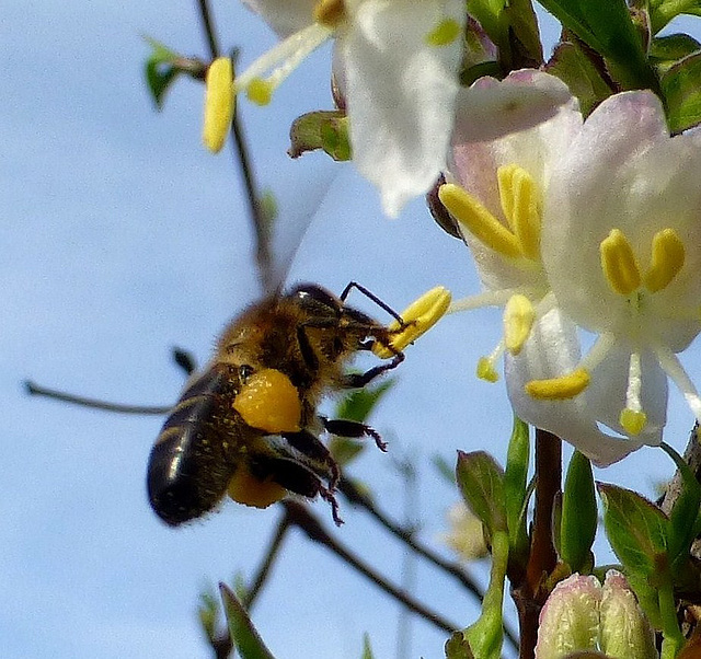 La belle abeille noire de race pure !