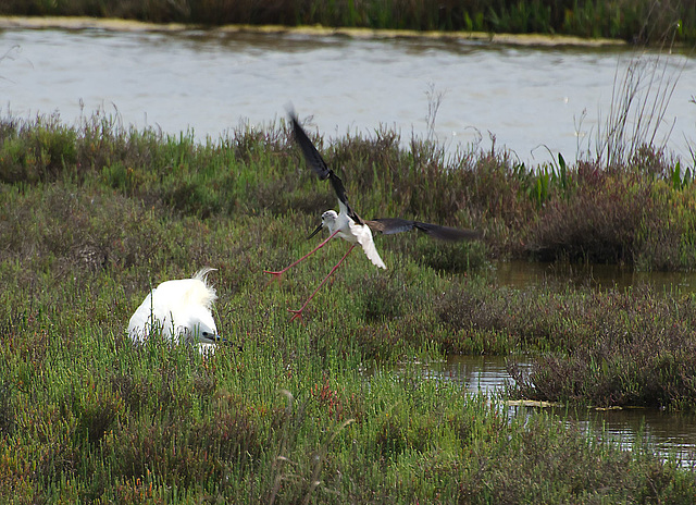 Himantopus attacking Great White Egret