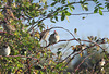 Tree Sparrow (Passer montanus)