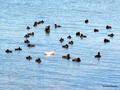 Gathering of Water Birds