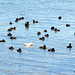 Gathering of Water Birds