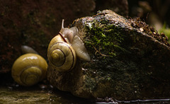 L'escargot qui découvrit l'importance de la lenteur