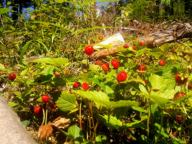 More on wild strawberries