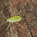 EF7A8490Aphid