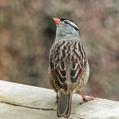 Day 9, White-crowned Sparrow
