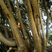 Feral boy in tree
