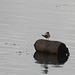 Whiskered Tern on Lake Tana