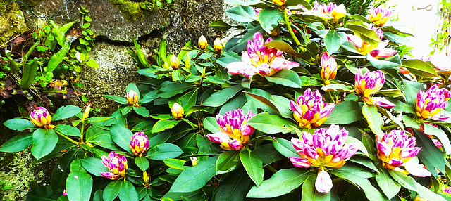 Rhododendron, Mum's garden