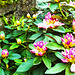 Rhododendron, Mum's garden
