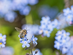 Bee on Forget-me-nots