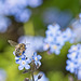 Bee on Forget-me-nots