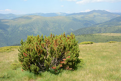 Bulgaria, Rila Mountains, Pine Bush and Green Meadows
