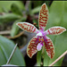 Phalaenopsis corningiana (3)