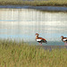 Egyptian geese, Knysna lagoon