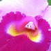 Orchidia