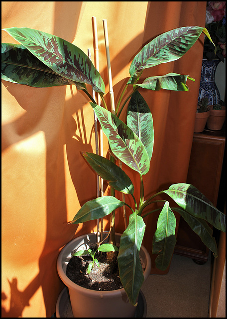 Musa acuminata Sumatrana (1)