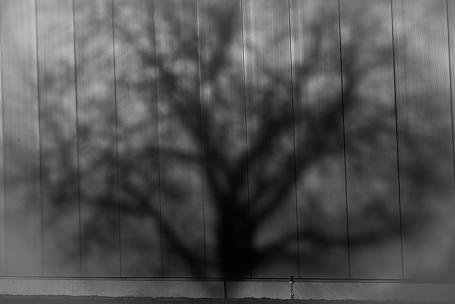 Schattenbaum