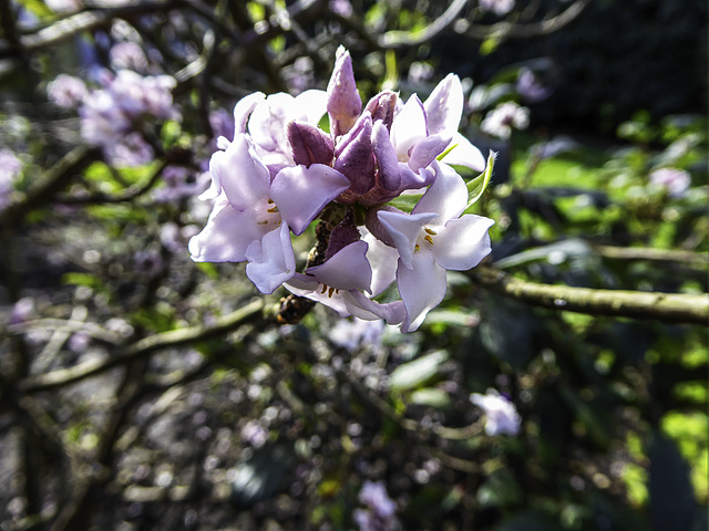 Flowering Daphne