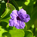 Dominican Republic, Flower of Mexican Petunia