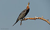 Anhinga Rufa - African Darter - Schlangenhalsvogel (Okawango River/Botswana)