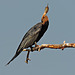 Anhinga Rufa - African Darter - Schlangenhalsvogel (Okawango River/Botswana)