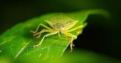 Die Grüne Stinkwanze (Palomena prasina) kam mir mit ihren Duft entgegen  :))  The green stink bug (Palomena prasina) met me with its scent :))  La punaise verte (Palomena prasina) m'a rencontré avec son parfum :))
