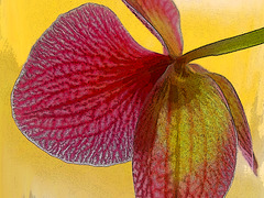 Orchidaceous musing