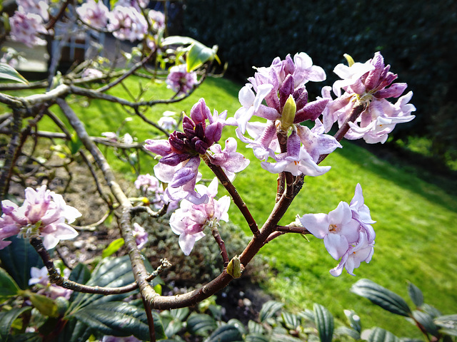 Daphne flowering