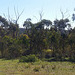 South Australian landscape