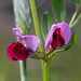 Vicia sativa- Vesce cultivée