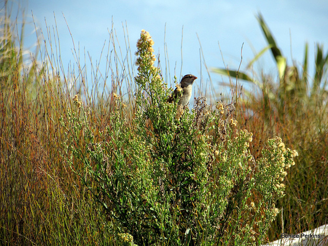 Sparrow Above Beach.