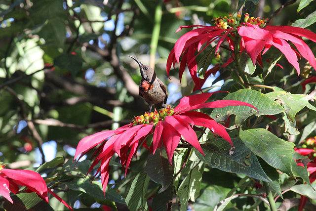 Scarlet-chested Sunbird - in grounds of Goha Hotel, Gondar