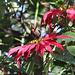 Scarlet-chested Sunbird - in grounds of Goha Hotel, Gondar