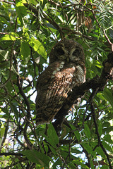 African Wood Owl in grounds of Goha Hotel, Gondar