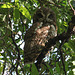 African Wood Owl in grounds of Goha Hotel, Gondar
