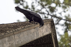 Crow with Bug of the Week