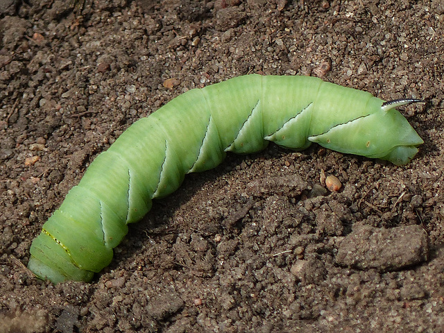 A surprise on the trail - a Tomato hornworm