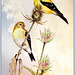 20-American Goldfinch Pair. I drew these birds with Prismacolor pencils on Mylar.