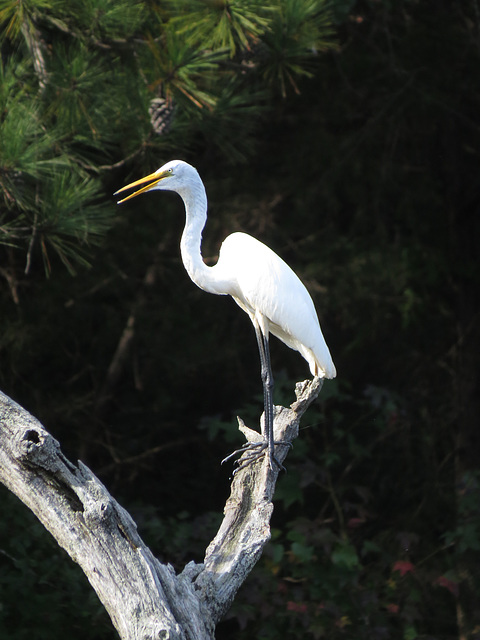 Great egret (Ardea alba)