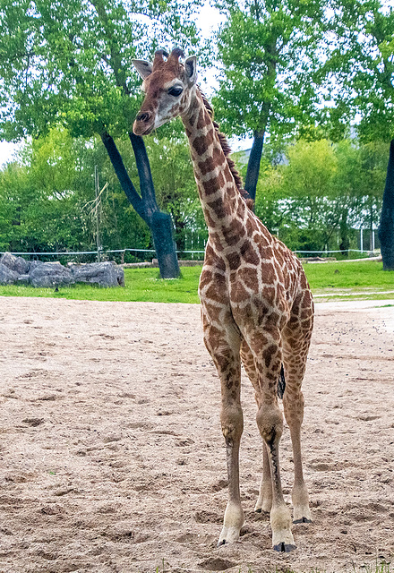 Young giraffe