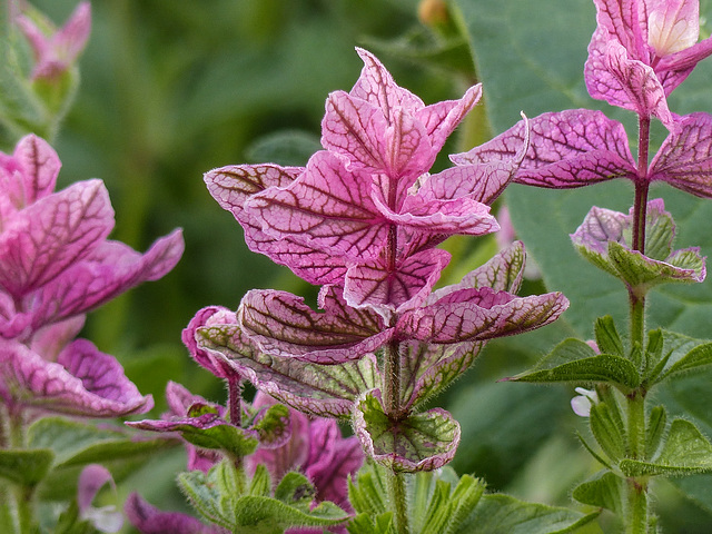Pink Sundae / Salvia viridis