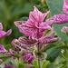 Pink Sundae / Salvia viridis