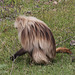 Gelada, in the Simien Mountains