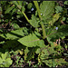 Salvia pratensis 'Madeline'  (1)