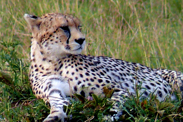 Serengeti Tanzanie