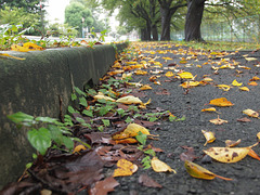 Fallen leaves_September