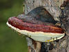 Red-belted Polypore with guttation droplets