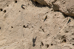 20170516 2897VRTw [A] Bienenfresser (Merops apiaster), Neusiedler See, [Oslib-Rust]